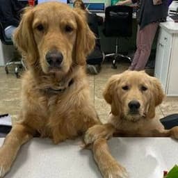 All-Star Grooming