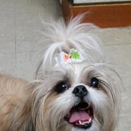 All Pets Groomed Inc.