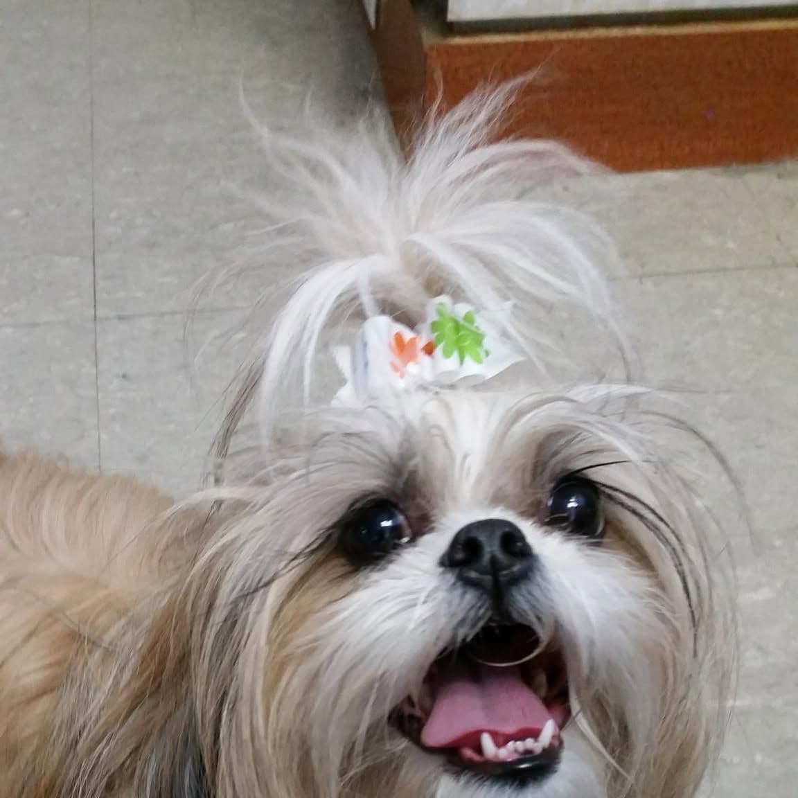 All Pets Groomed Inc. color logo