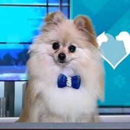 Amo Meu Pet