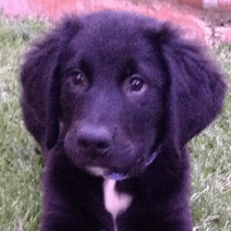 Animal Petitions