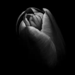 The Black Tulip Organization Inc.