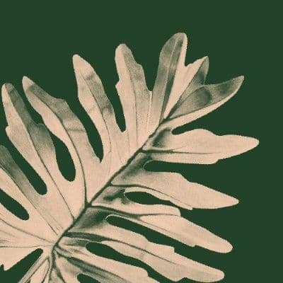 Bloomscape color logo