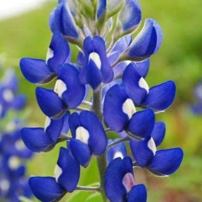 Bluebonnet News color logo
