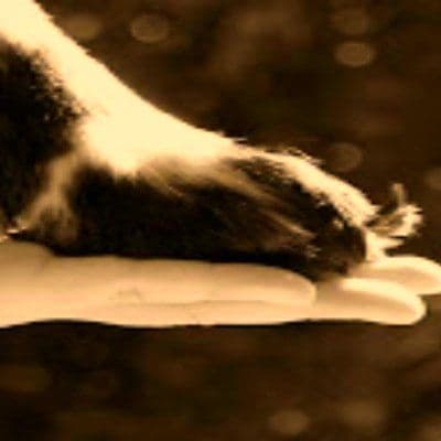 Caring Hands color logo