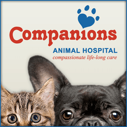 Companions Team