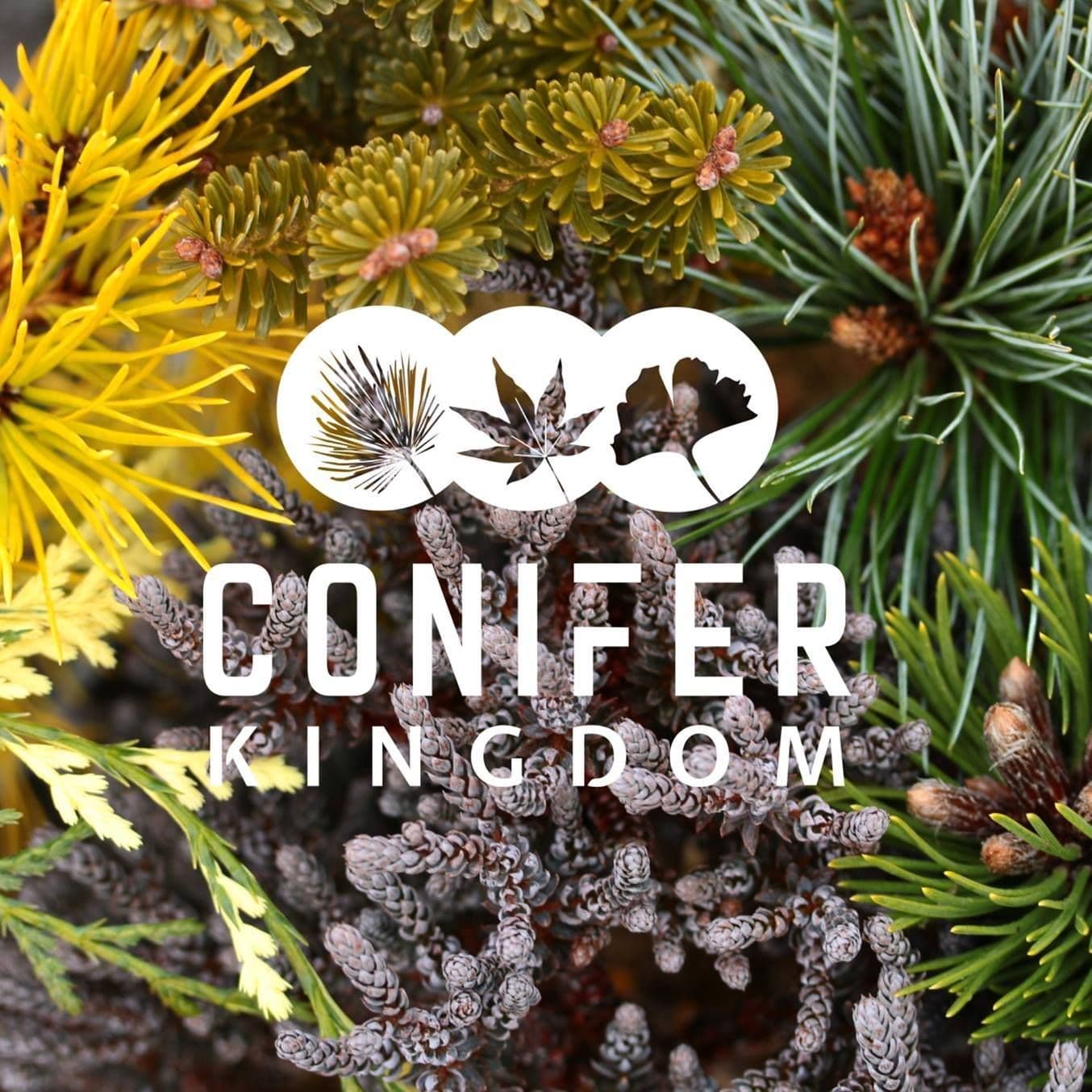 Conifer Kingdom color logo
