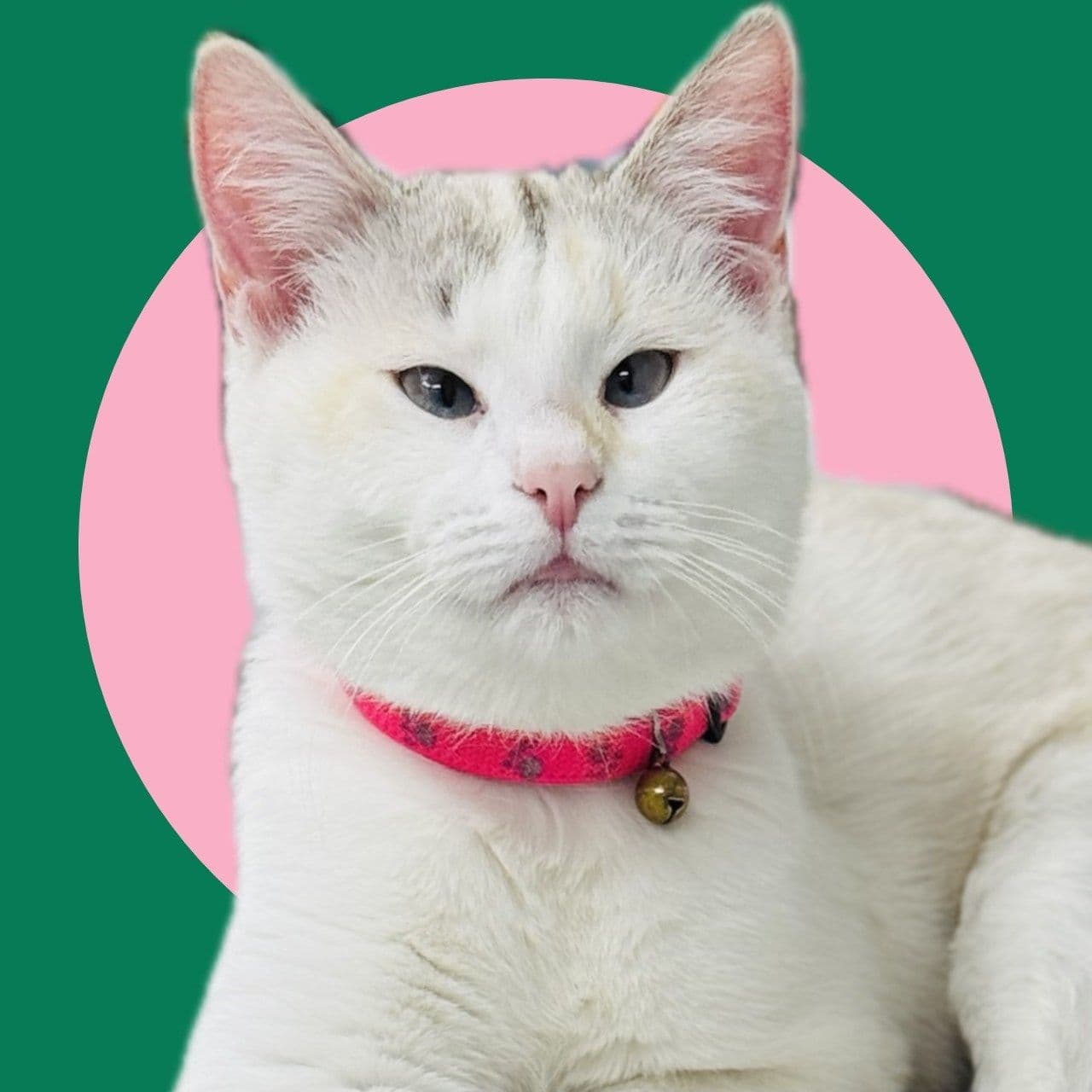 Demanes Animal color logo