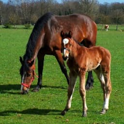 EquiMed.com