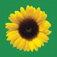 Hidden Disabilities Sunflower color logo