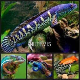 Heevis
