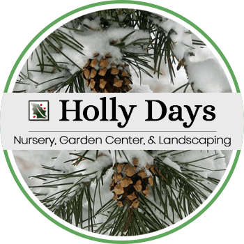 Holly Days Nursery color logo