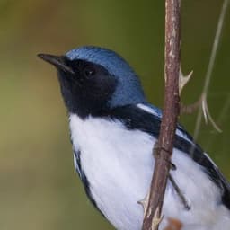 MarylandBiodiversity