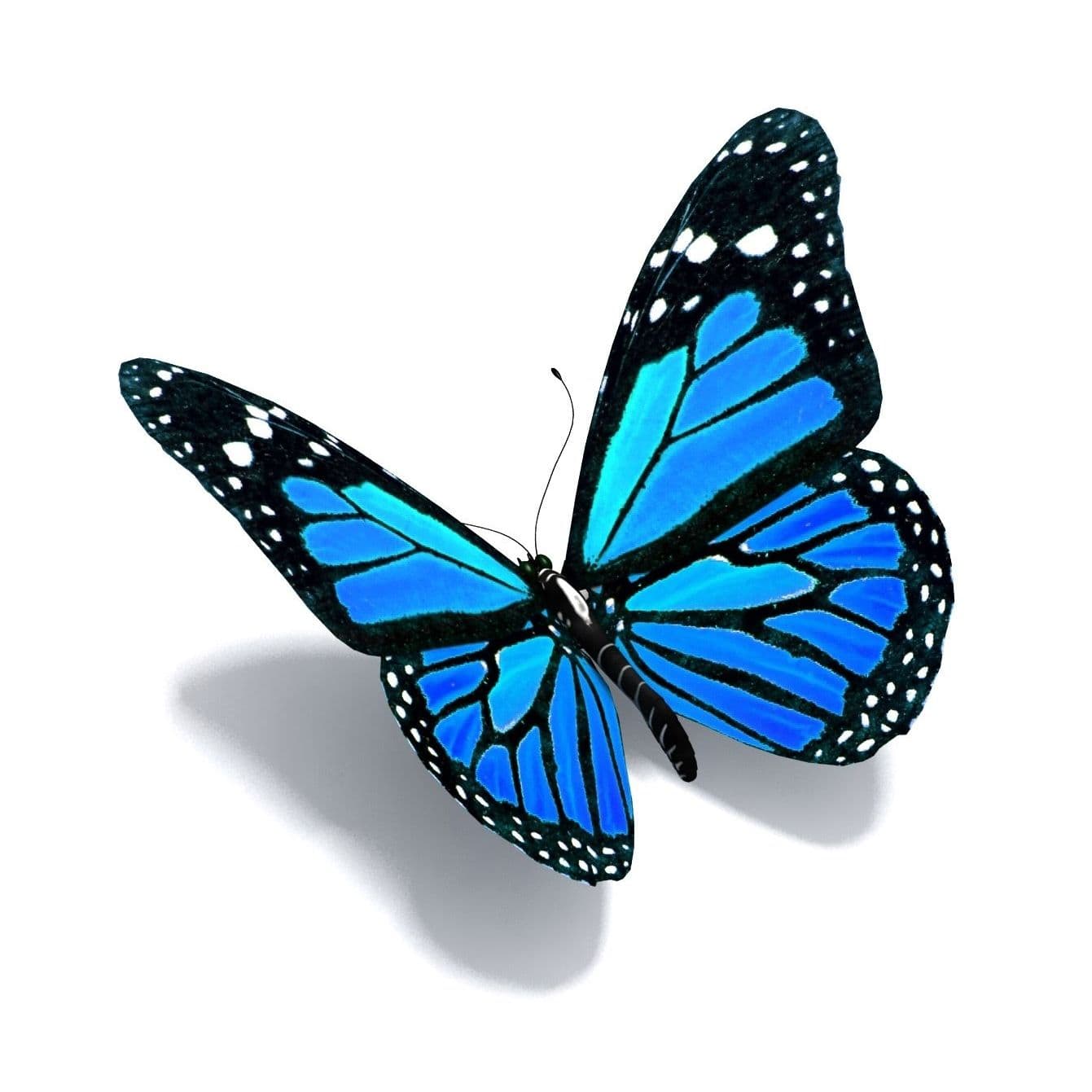 Papillon Interior Designs color logo