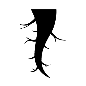 Root Simple color logo