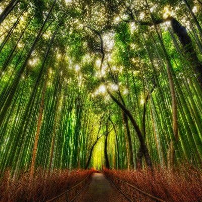 Trey Ratcliff color logo