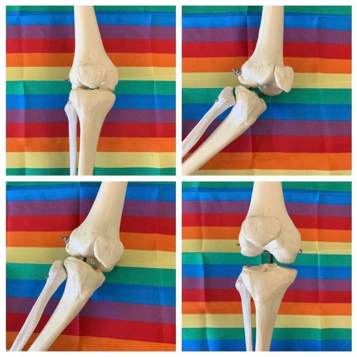 The Knee Joint Powered color logo