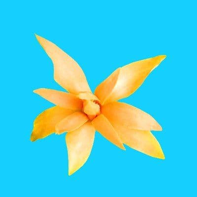 TopTropicals.com color logo