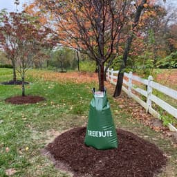 Treebute