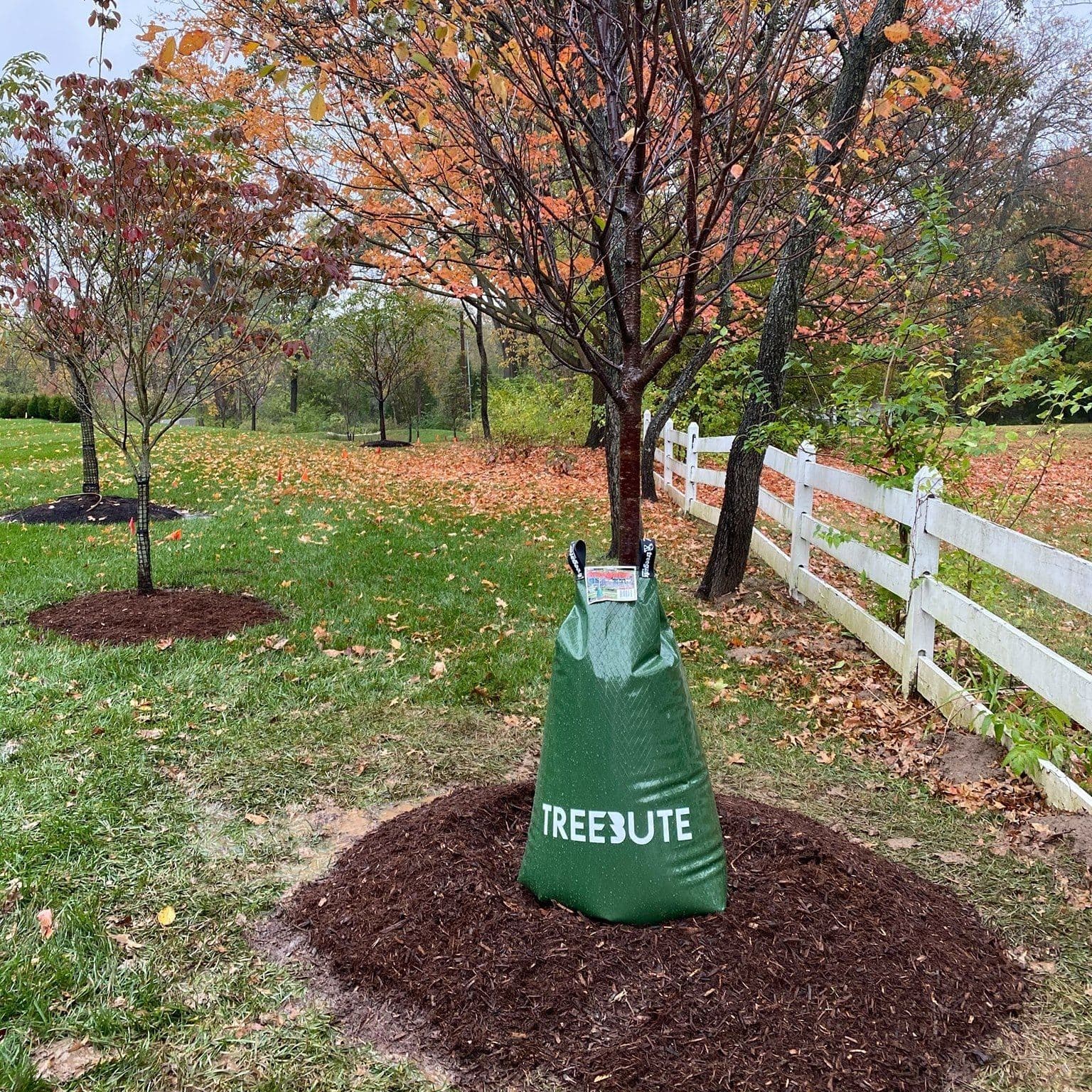 Treebute color logo