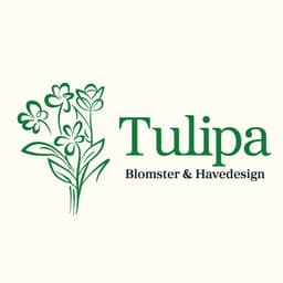 Tulipa