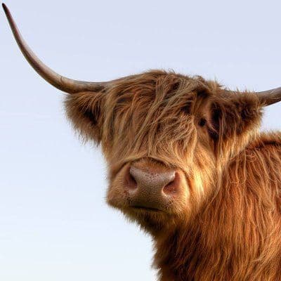 VisitScotland color logo