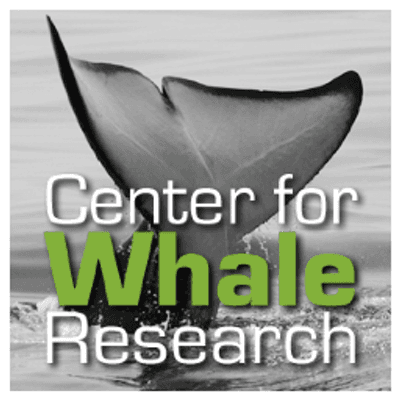 Whale Research color logo