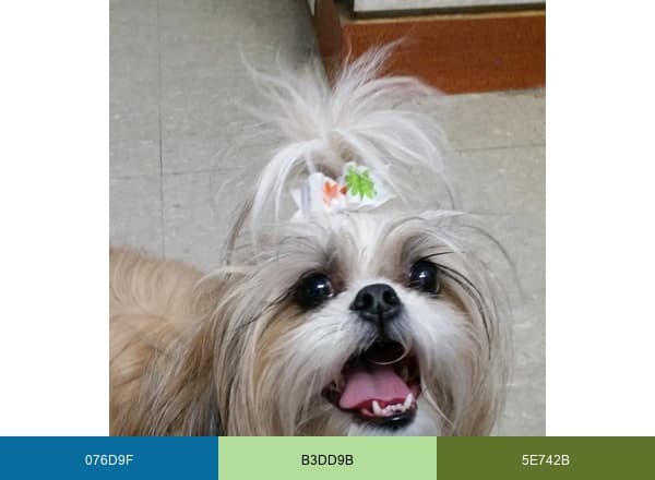 All Pets Groomed Inc. brand color palette