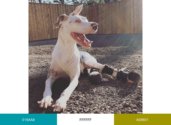 Animal Ortho Care brand color palette