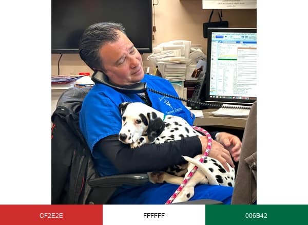 Assisi Veterinary Hospital brand color palette