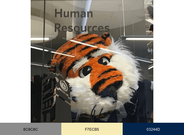 Auburn University Human Resources brand color palette