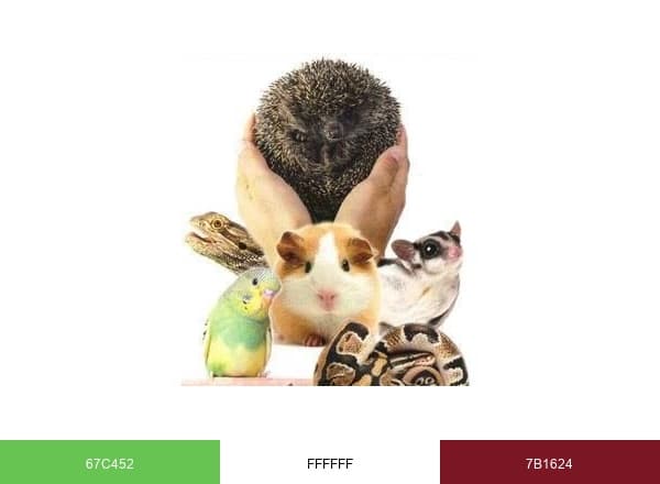 Veterinary Center brand color palette