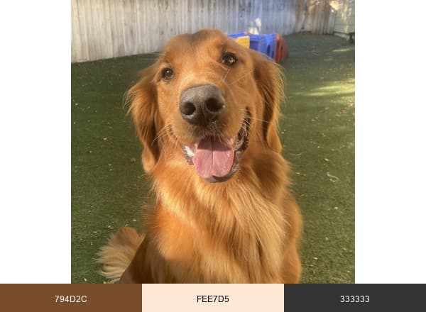 Bed and Biscuit Austin brand color palette