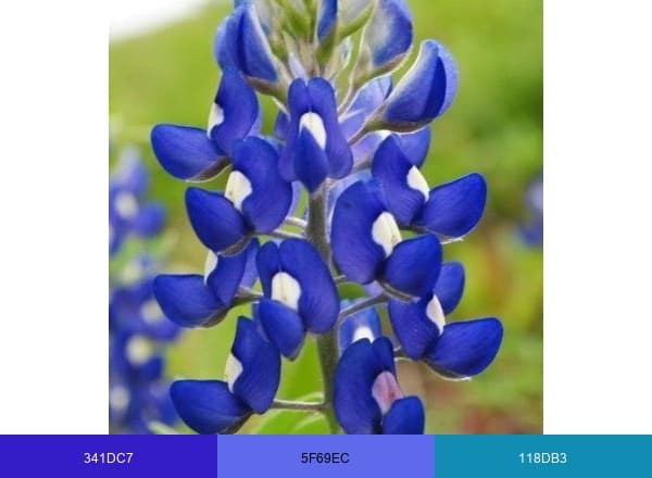 Bluebonnet News brand color palette