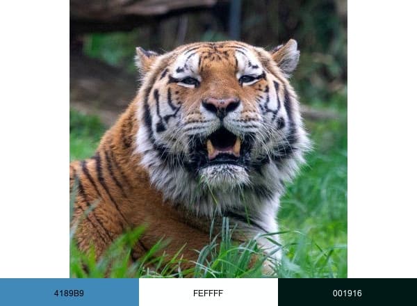 Bronx Zoo brand color palette