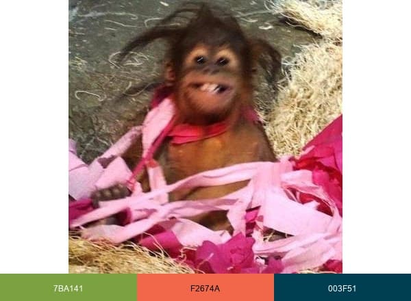 Como Zoo brand color palette