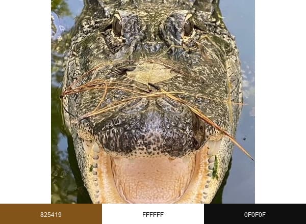Edisto Island Serpentarium | Edisto Island SC brand color palette
