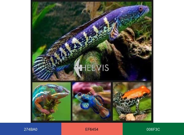 Heevis brand color palette