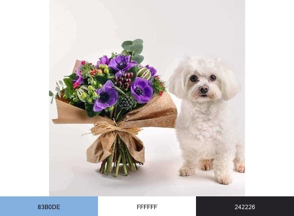 Learn About Pet brand color palette