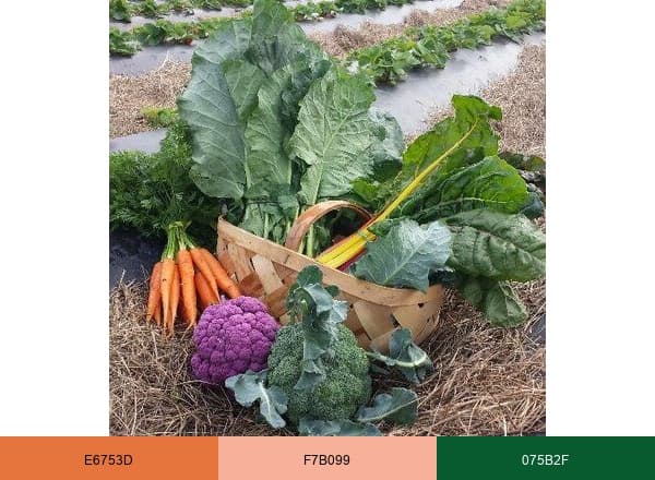 Local Fare Jax brand color palette