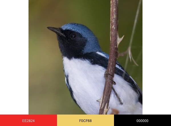 MarylandBiodiversity brand color palette