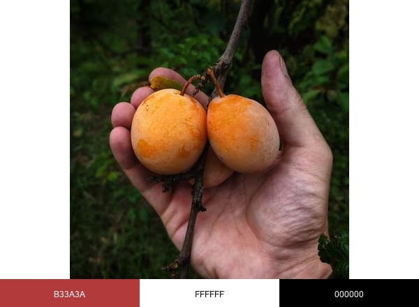 Raintree Nursery brand color palette