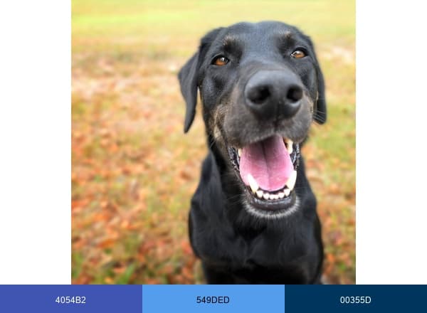 MA Saugus Animal Hospital brand color palette