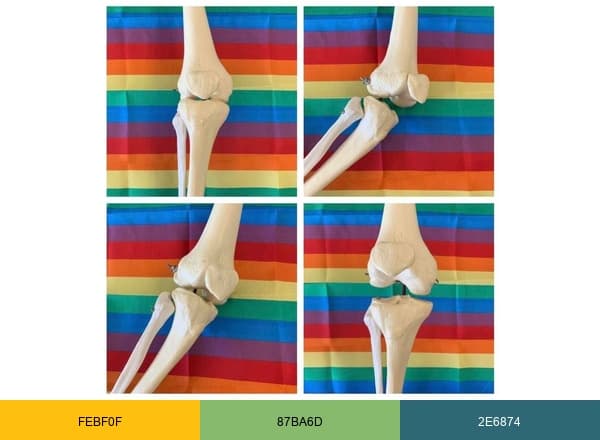 The Knee Joint Powered brand color palette