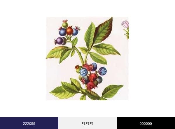Tooveys brand color palette