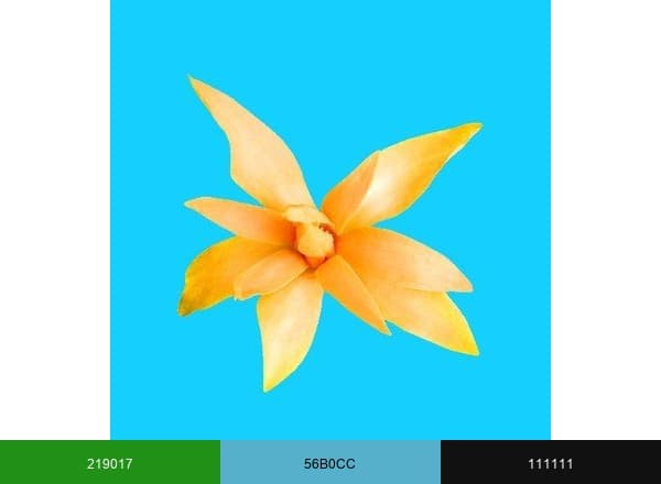 TopTropicals.com brand color palette