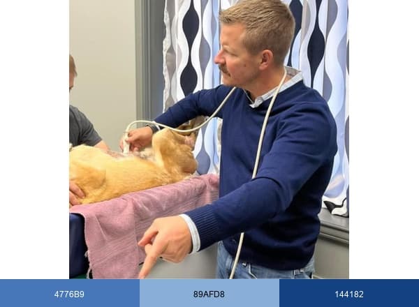 West Texas Veterinary Specialists brand color palette